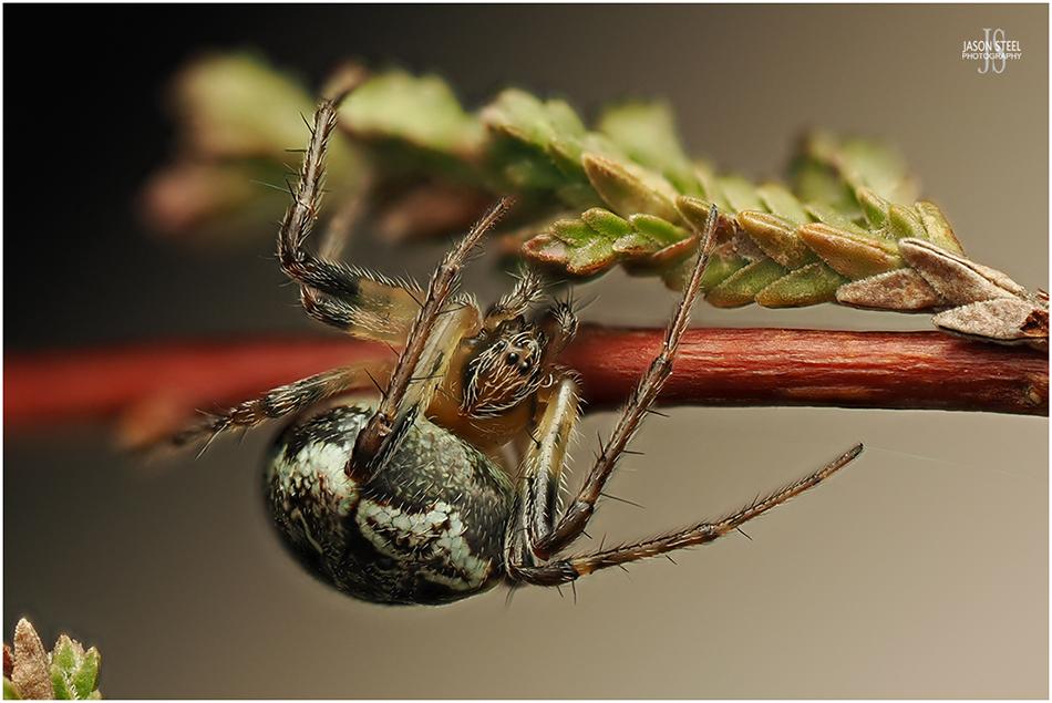 Orb-Weaver Spiders